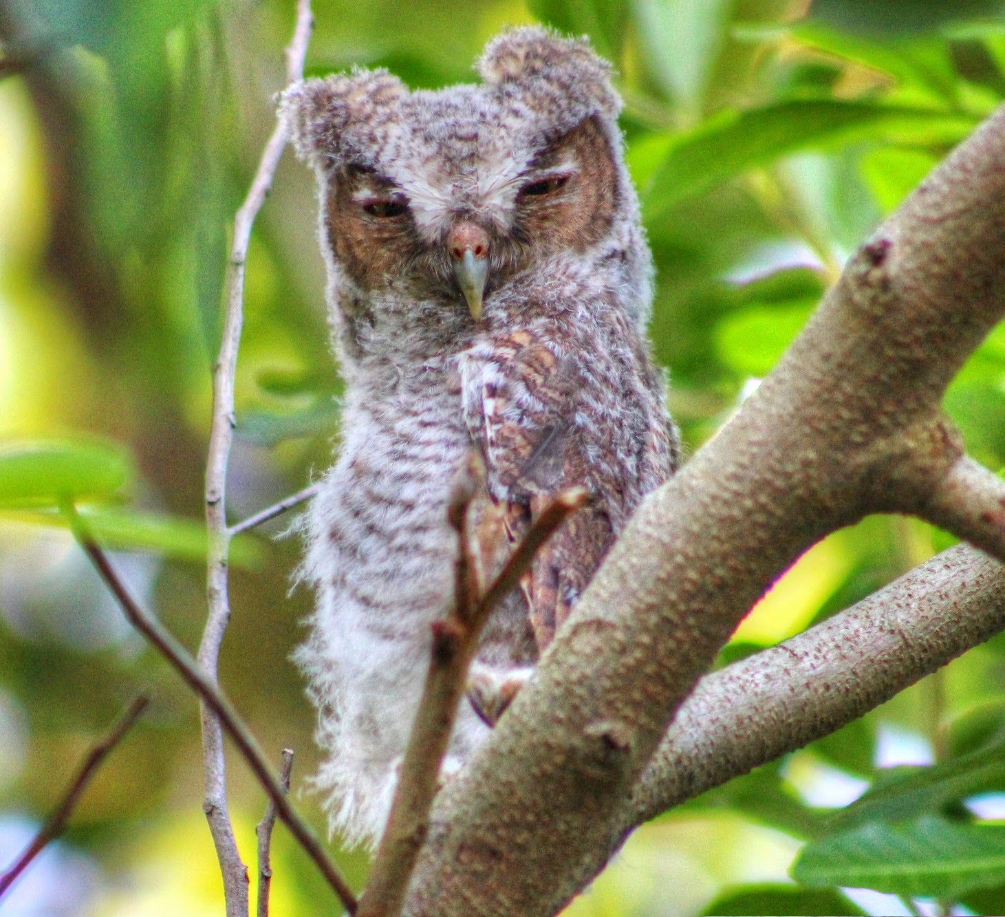 Backyard Birding....and Nature Cute Baby Eastern Screech Owl in Tree