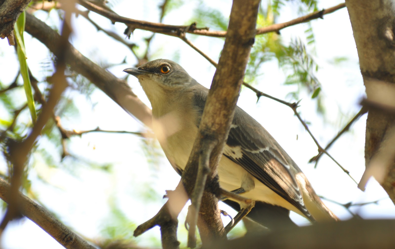 200 Birds Introduced Birds of the Big Island, Hawaii Song Birds
