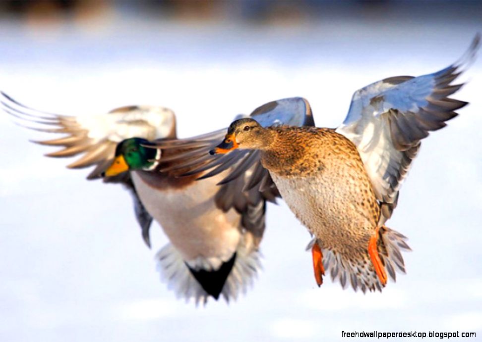 Flying Duck Desktop Background