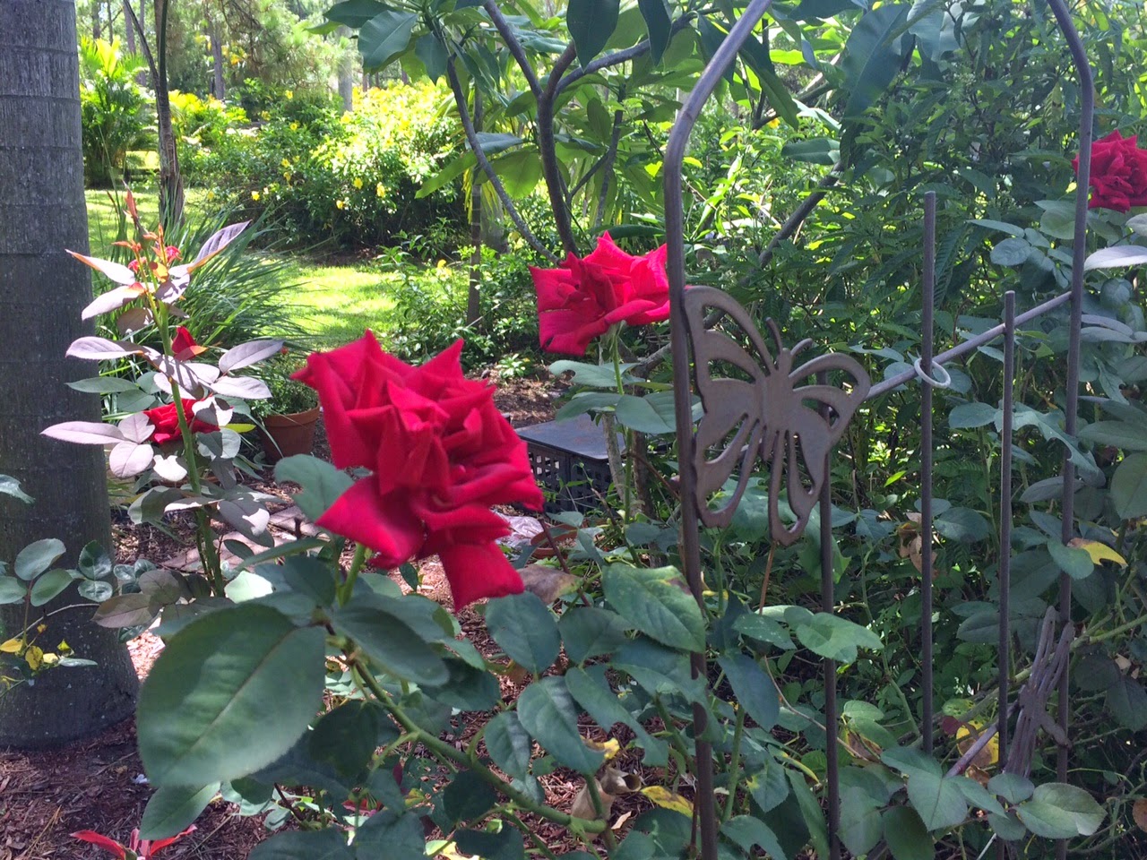 Dawns Garden Life Growing Roses in South Florida? Of Course You Can!