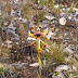 Arachnorchis lobata - Spider Orchid