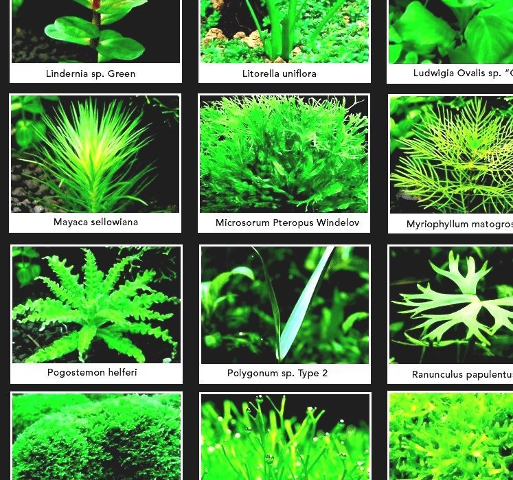 List 96+ Wallpaper Freshwater Aquarium Plants List With Pictures Sharp
