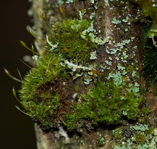 Common Pincushion Moss/Dicranoweisia cirrata on an old fence post