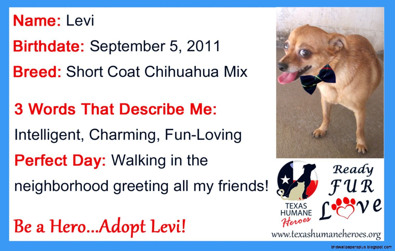 Ready Fur Love Community Adoptions 100413  Texas Humane Heroes