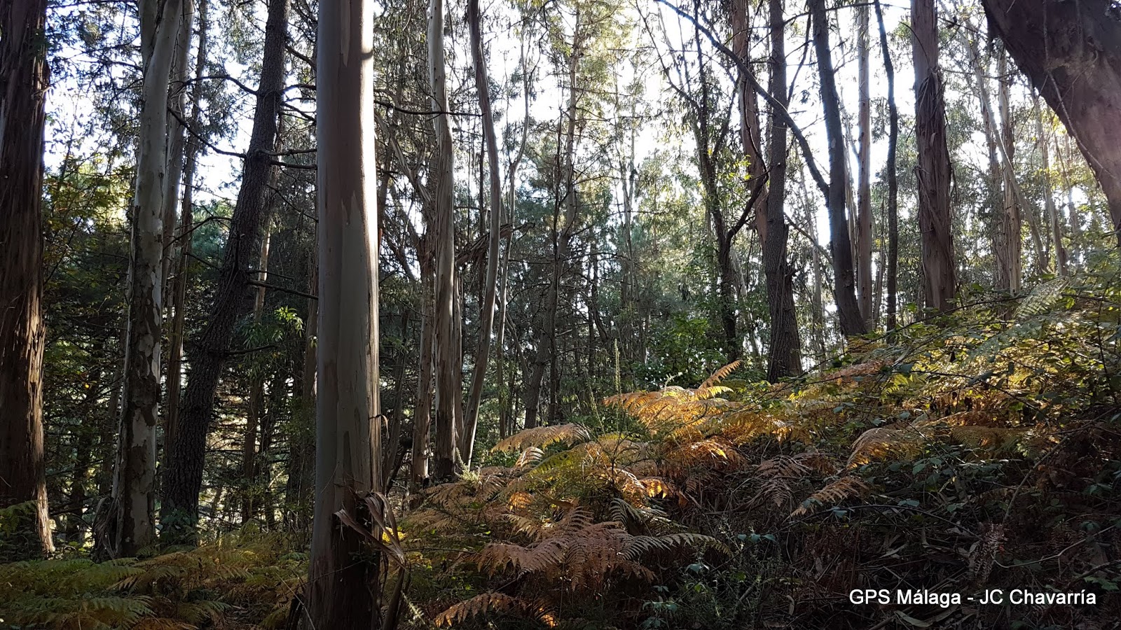 Wikiloc Ruta Circular Juanar Bosque Encantado, Castañas y Miradores