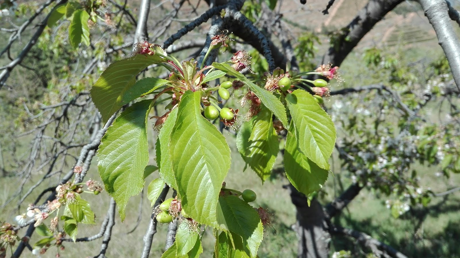 ESPERANÇA