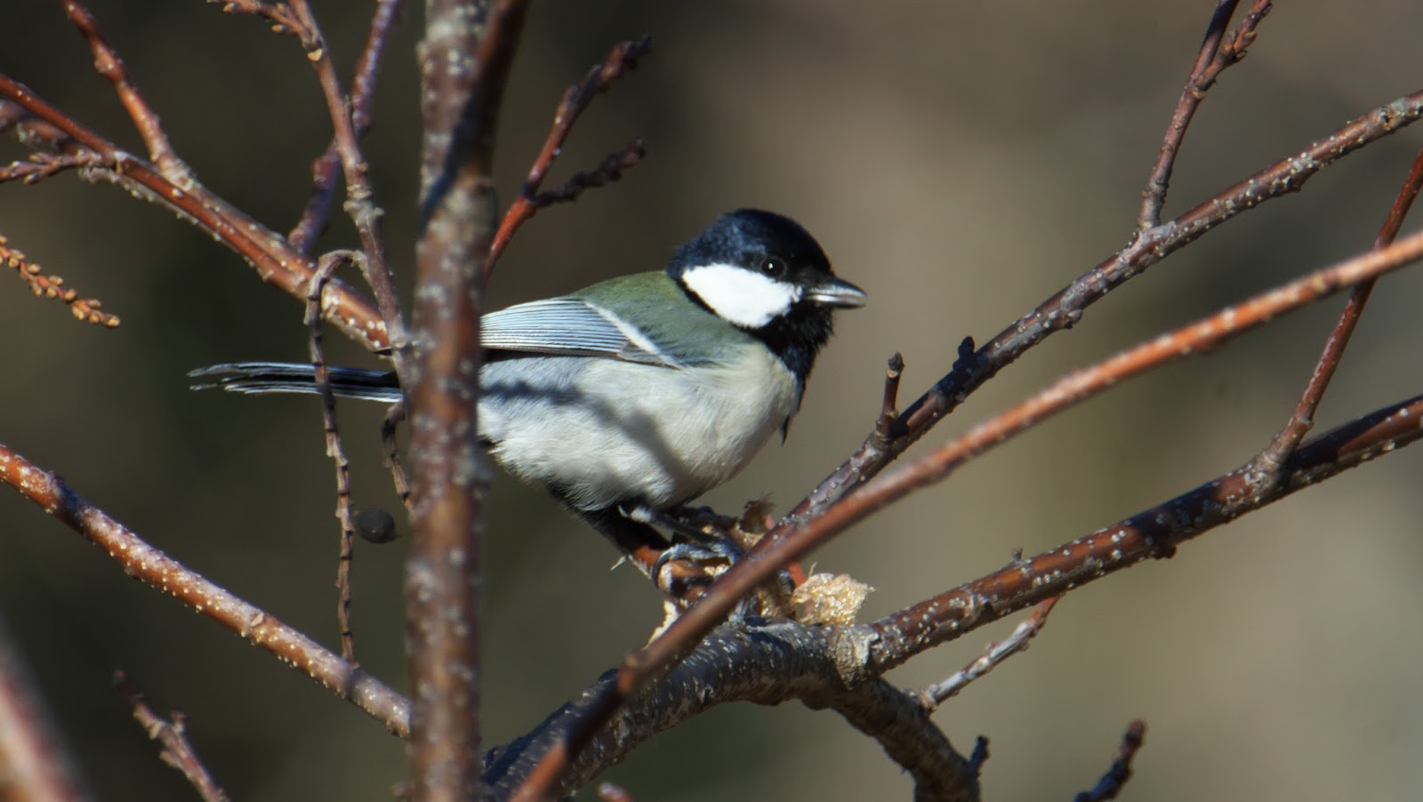 新しい「プラネット マシュマロ」は浴槽に浮くほど軽い
