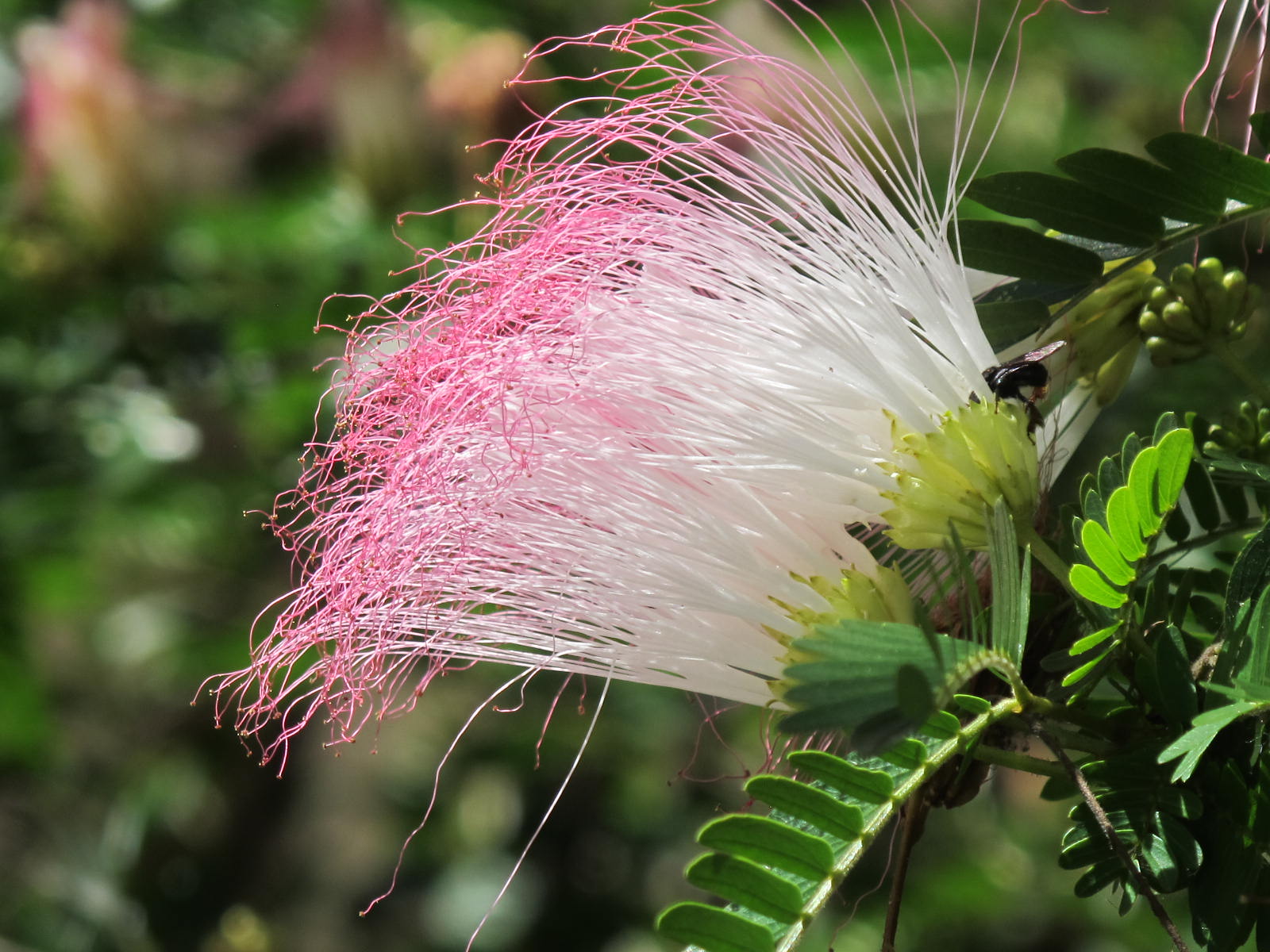 The Flowering plants - Leguminosae - Fabaceae: Fabaceae - Calliandra ...
