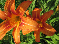 two bright orange colored day lily blooms