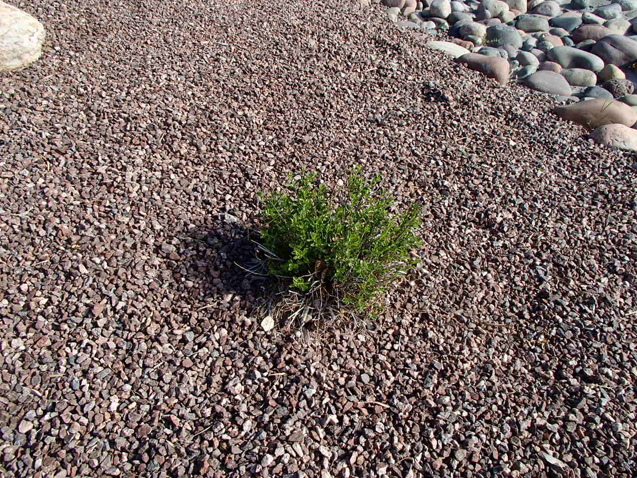 Xtremehorticulture of the Desert When to Cut Back Lantana