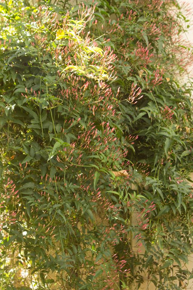 Maxam Made Photo prompts and a freebie