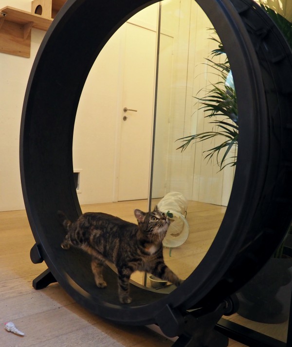 exercise wheel for cats