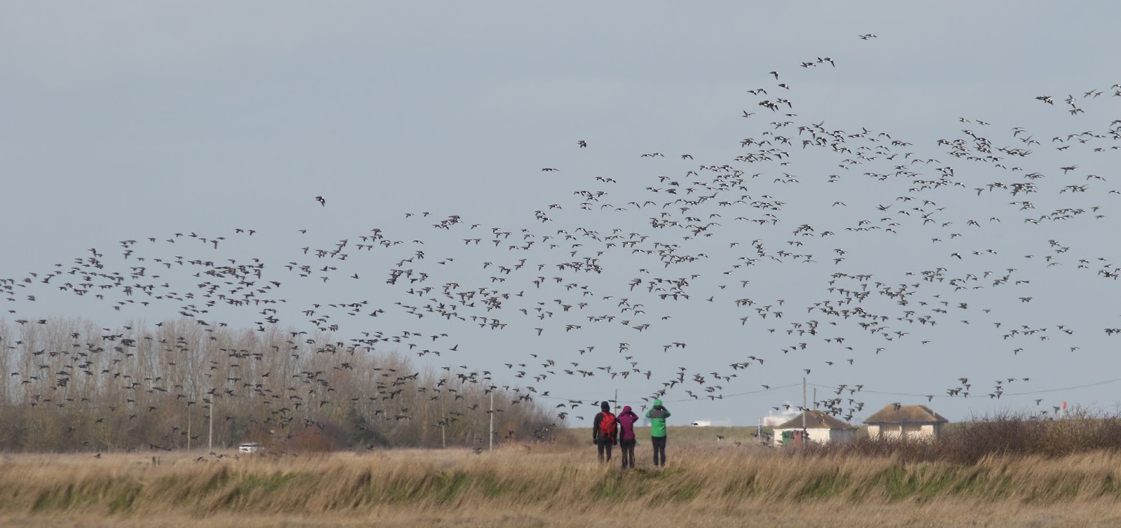 NonStop Birding Fool's Spring day in Kent