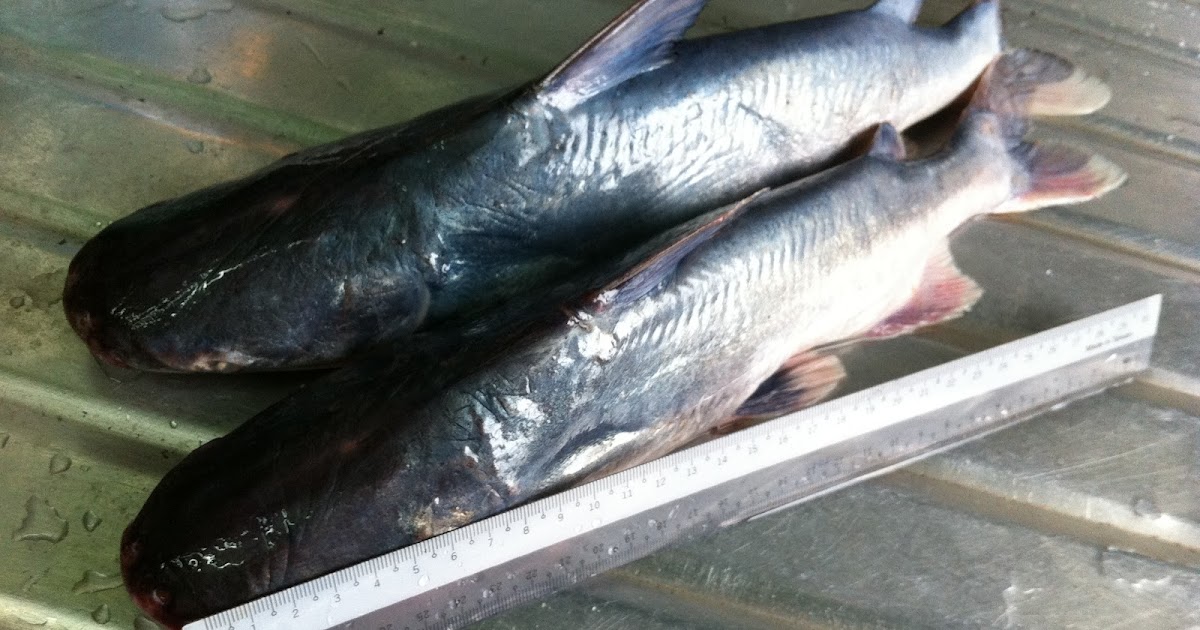 Resepi Ikan Duri Masak Asam - Tersoal i