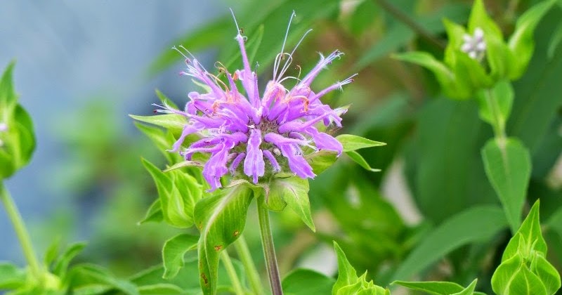 S こんちゅーぶ モナルダの花蜜を吸うクロマルハナバチ