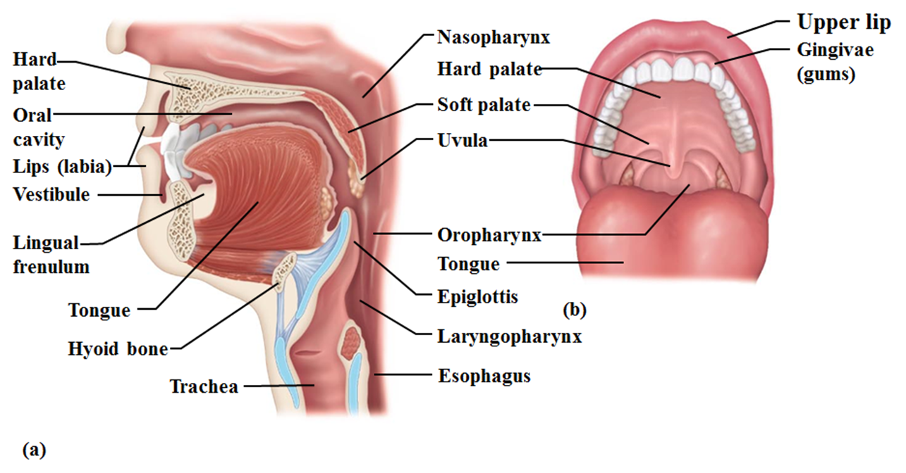 Glocuosa por via oral en rumiantes con cetosis
