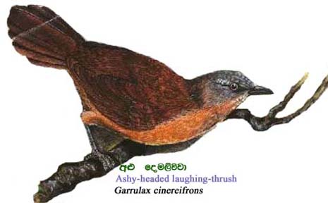 Endemic Animals: Endemic birds of Sri Lanka