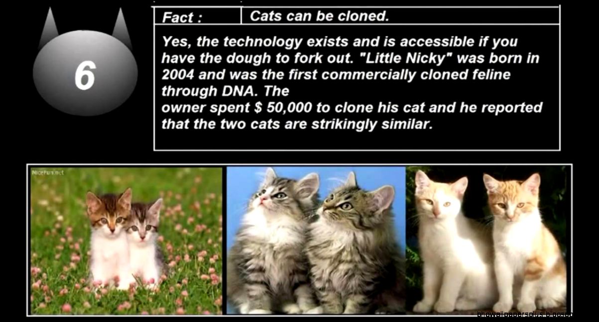 Badass Cat 10 Fun Facts about Cats amp kittens you didn39t know   YouTube