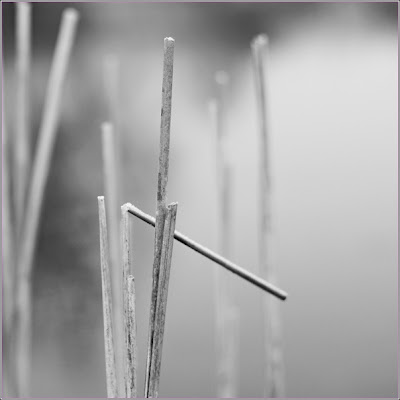 Thinking cane among grasses