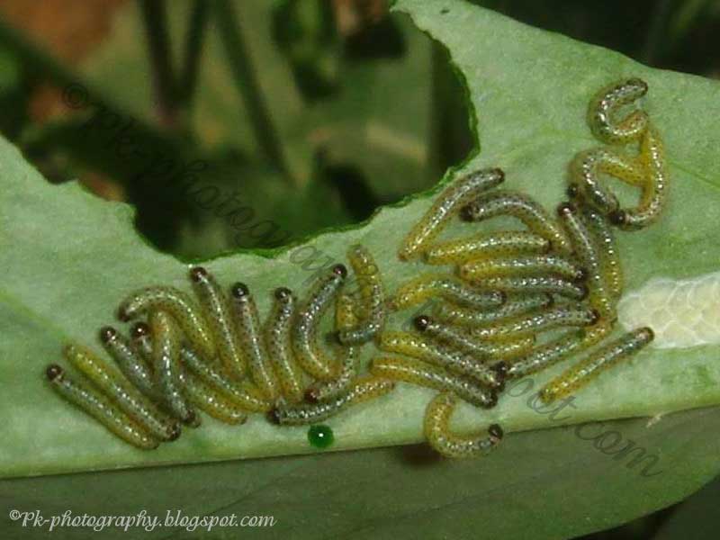 Large Cabbage White Butterfly Life Cycle Nature, Cultural, and Travel
