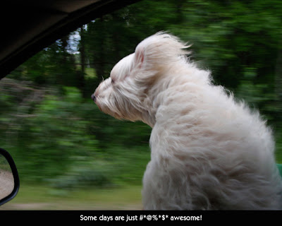 white dog in a car window