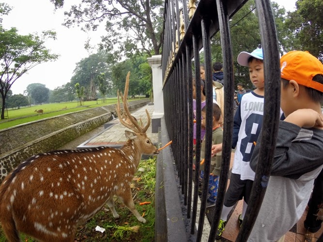 Kiddos' Travel Stories: Bogor With Kids: Rusa di Istana Hingga Kebun Raya