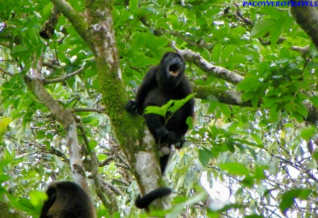 Mono Aullador en Cahuita