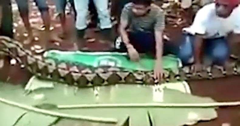 Under The Angsana Tree: Missing man found inside 7-m python