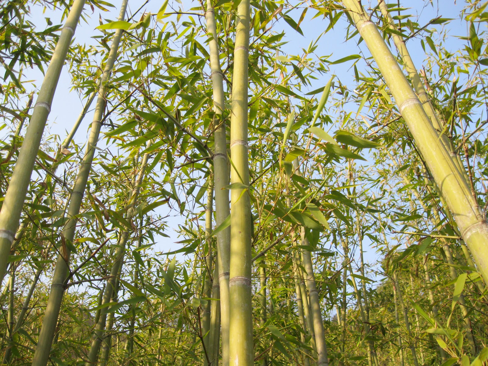 Mabboo /////////////// A POTTED HISTORY OF BAMBOO