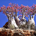 Amazing Socotra Island (35 Pics)