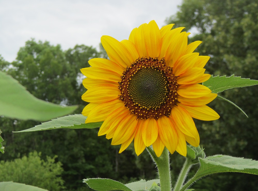 Do Mammoth Sunflowers Come Back Every Year - Do Sunflowers Come Back Every Year