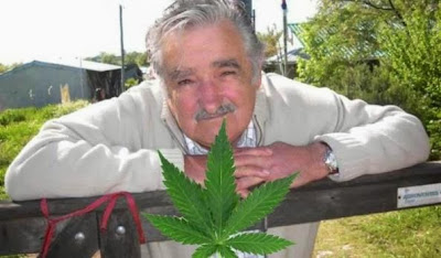 Broma Legalización De La Marihuana En Uruguay Pepe Mujica