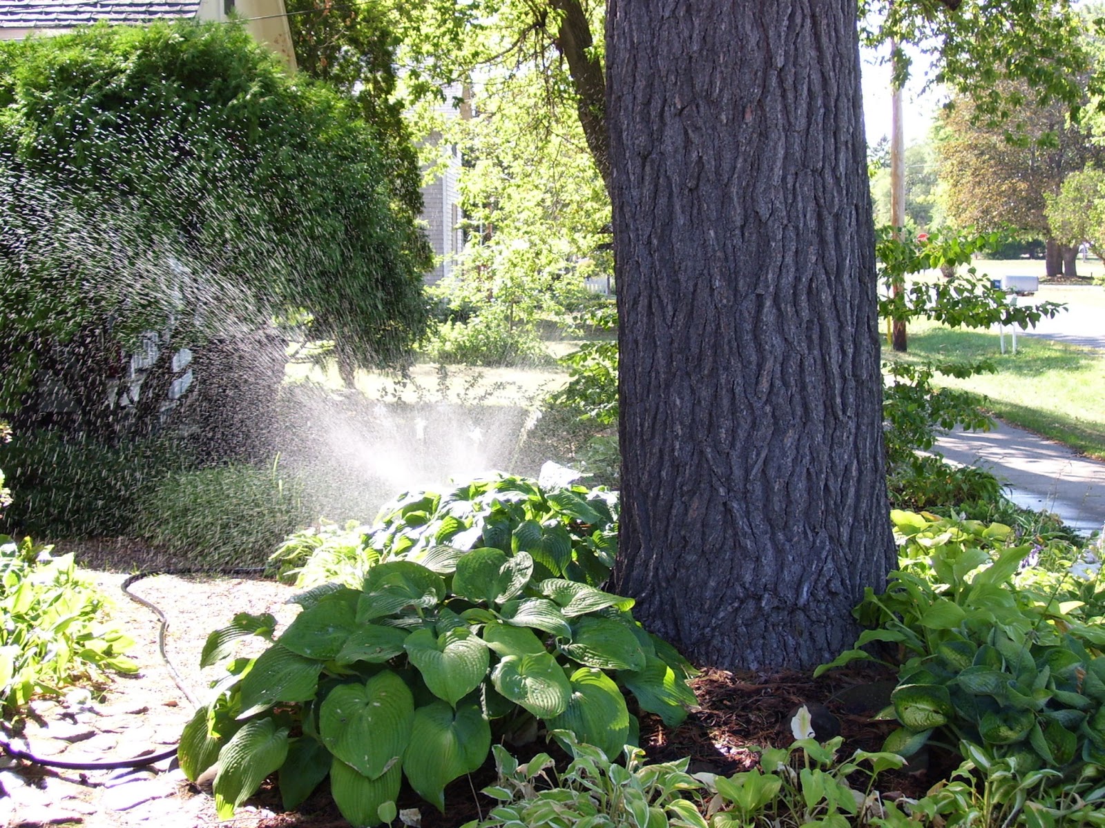 Talking to Plants Can Plants Actually Talk and Listen?
