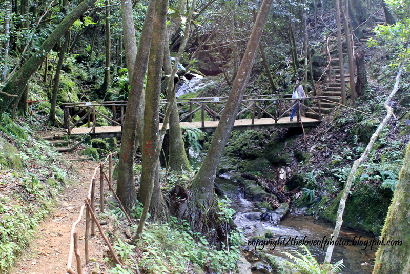 Red Needle's Tropical Passions La Vallee de Ferney Nature Reserve