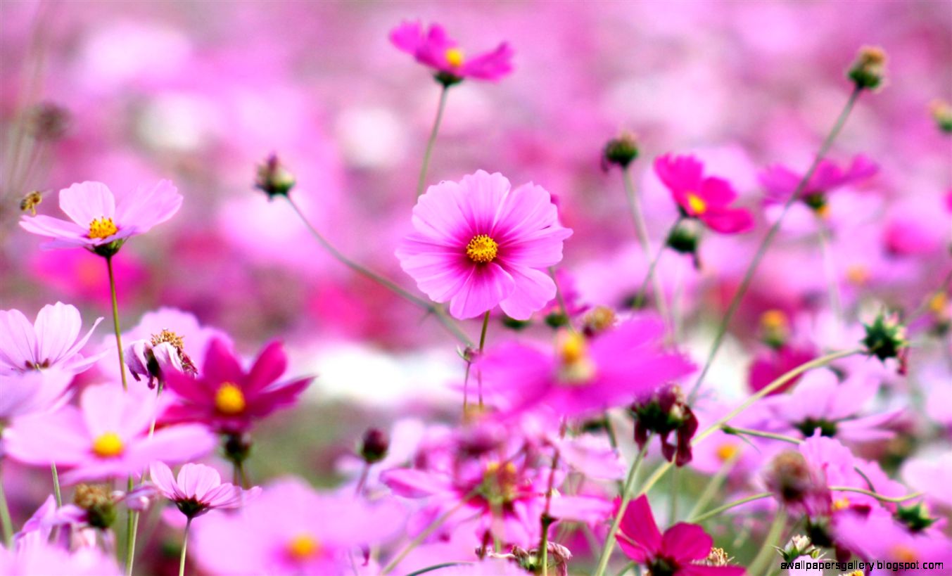 Spring blooming pink flowers Wallpaper  1440x900 resolution
