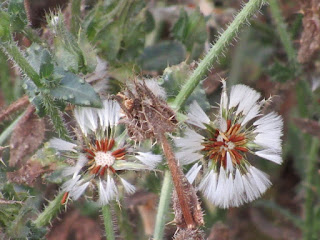 wildflower wednesday