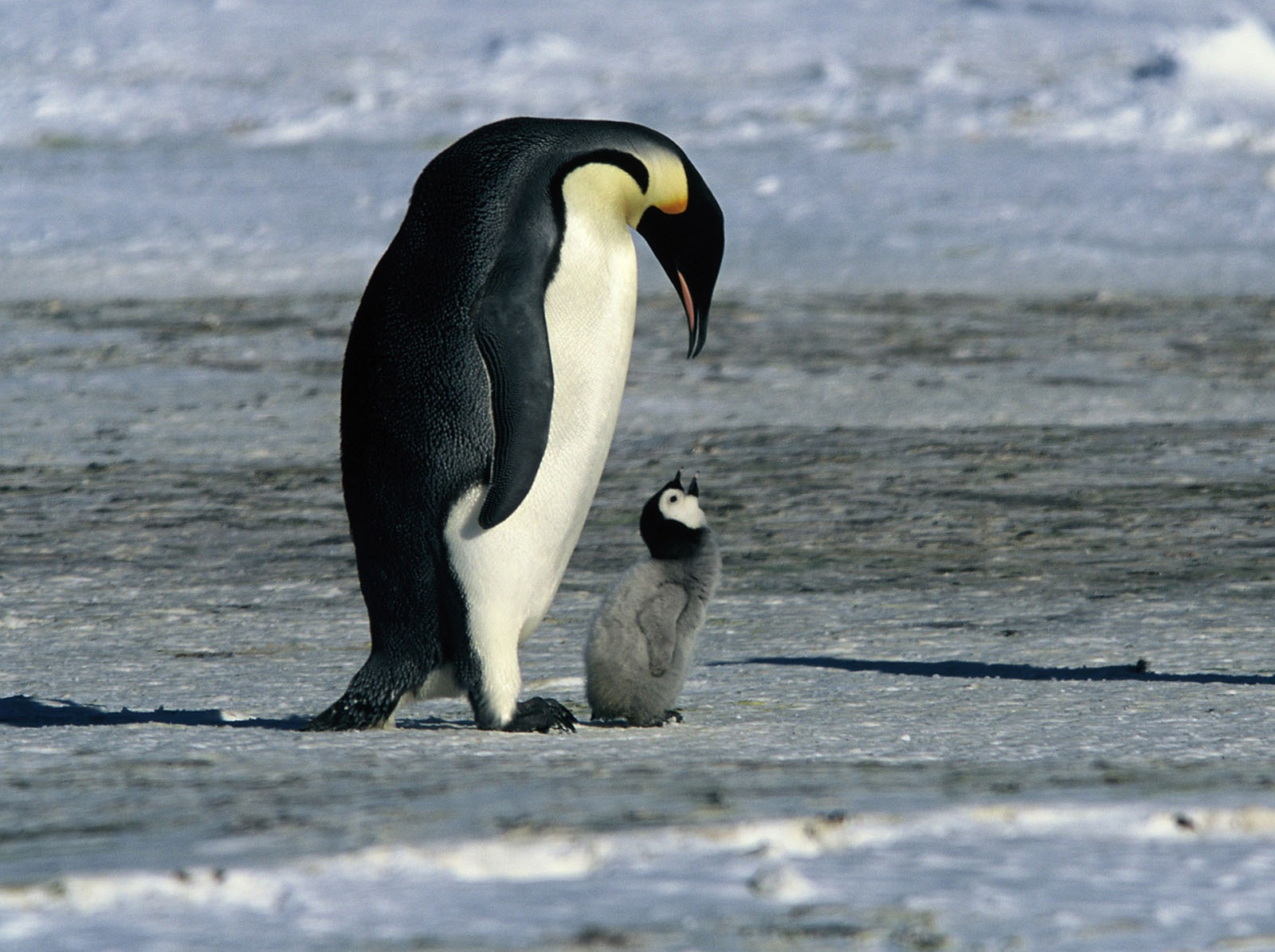 Penguins penguins