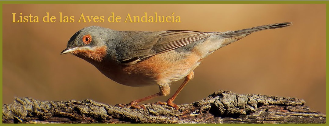 Lista de las Aves de Andalucía