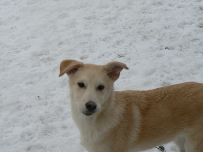 Dogs  Adoption Spca on Old Macdonald Kennels   Dogs For Adoption