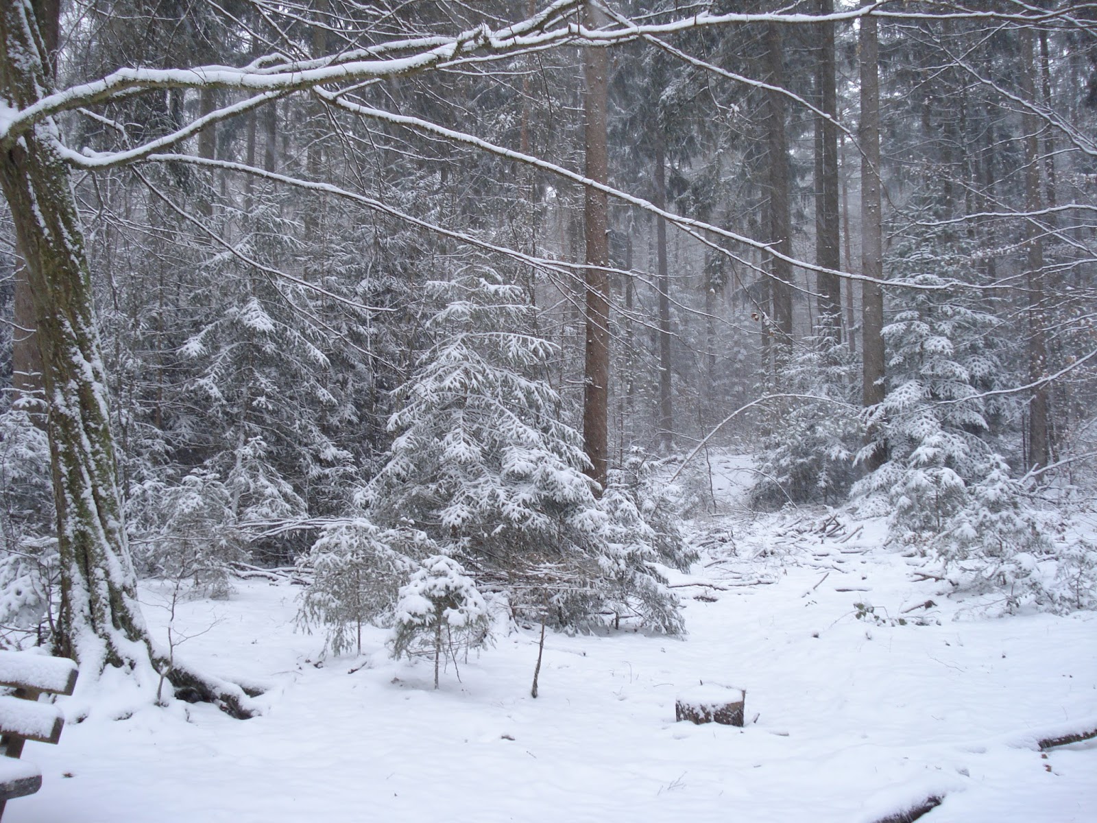 Kaiserslautern Pfalz Bilder Und Anderes Verdauungsspaziergang