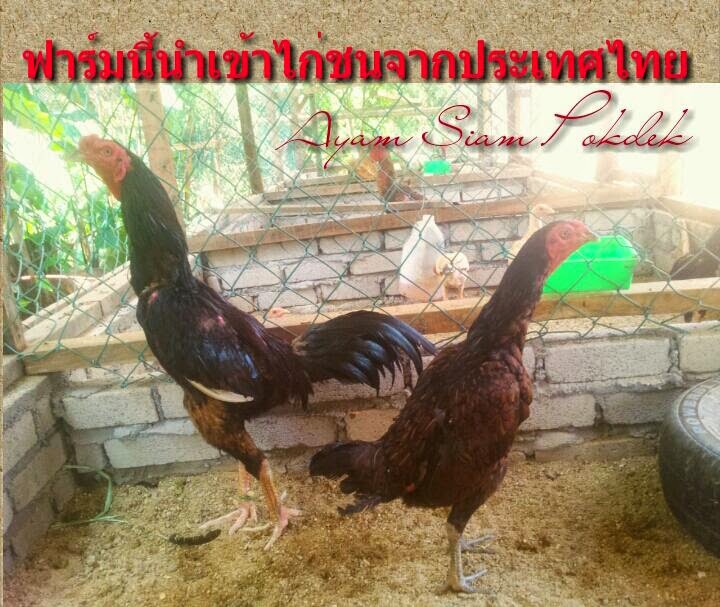 ayam siam pokdek ฟาร์มนี้นำเข้าไก่ชนจากประเทศไทย