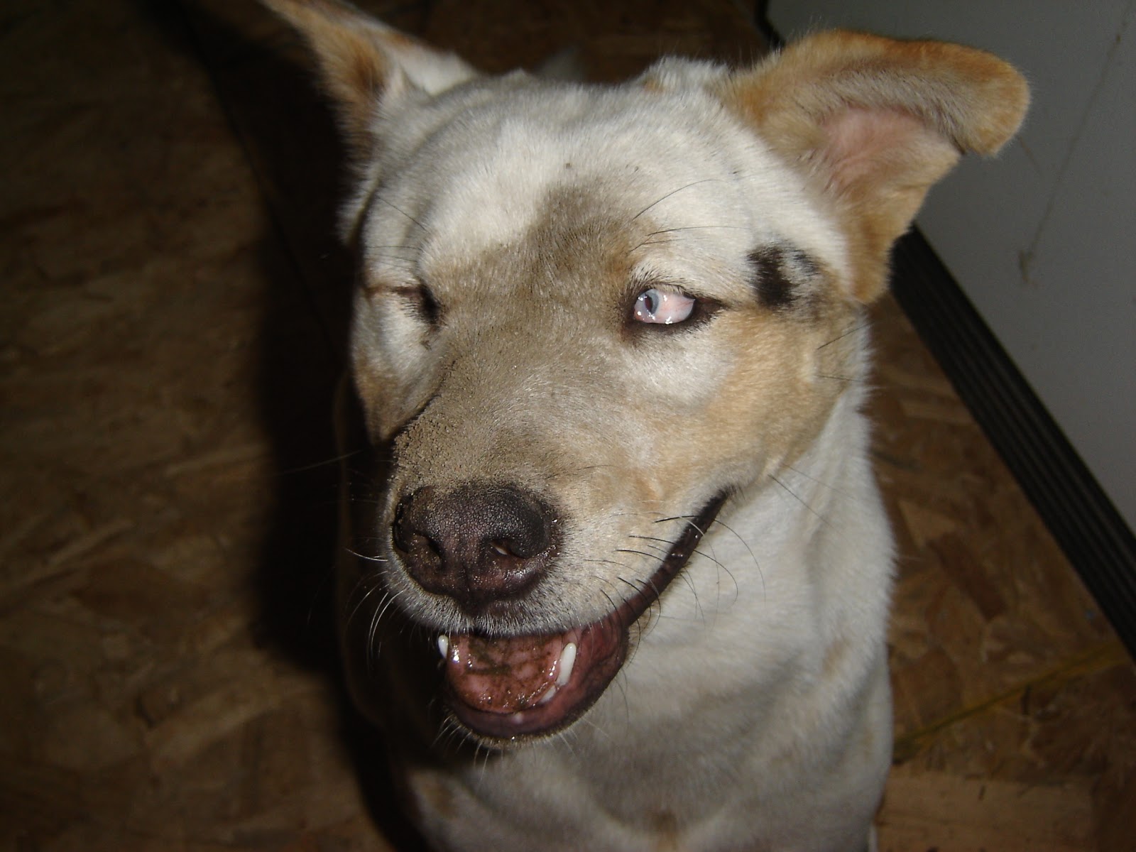 acd6pack Dirty dogs.