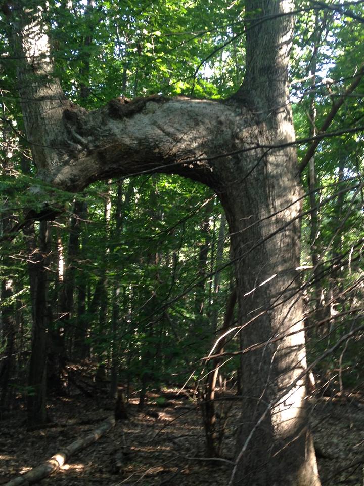 Nature Notes Native American Trail Marker Tree