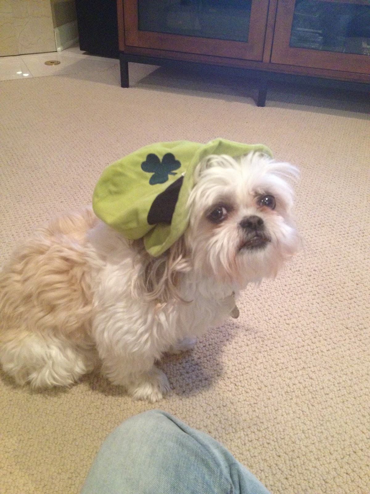 The Life of Cameron National Shih Tzu Day, featuring Bo