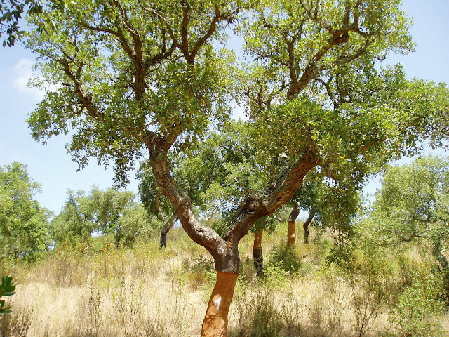 ALCORNOQUE: Quercus suber