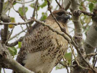 Red-tailed Hawk