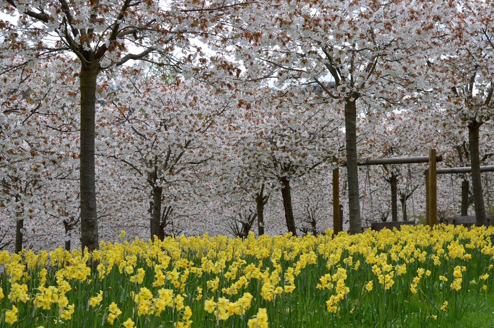 The Cherry Blossom Orchard at The Alnwick Garden North East Family Fun