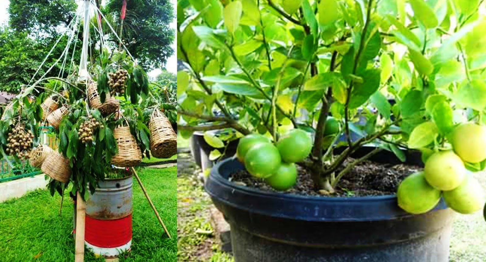 How To Cultivate Fruit Plants In Pots To Be Fruitful Fast Inspiring