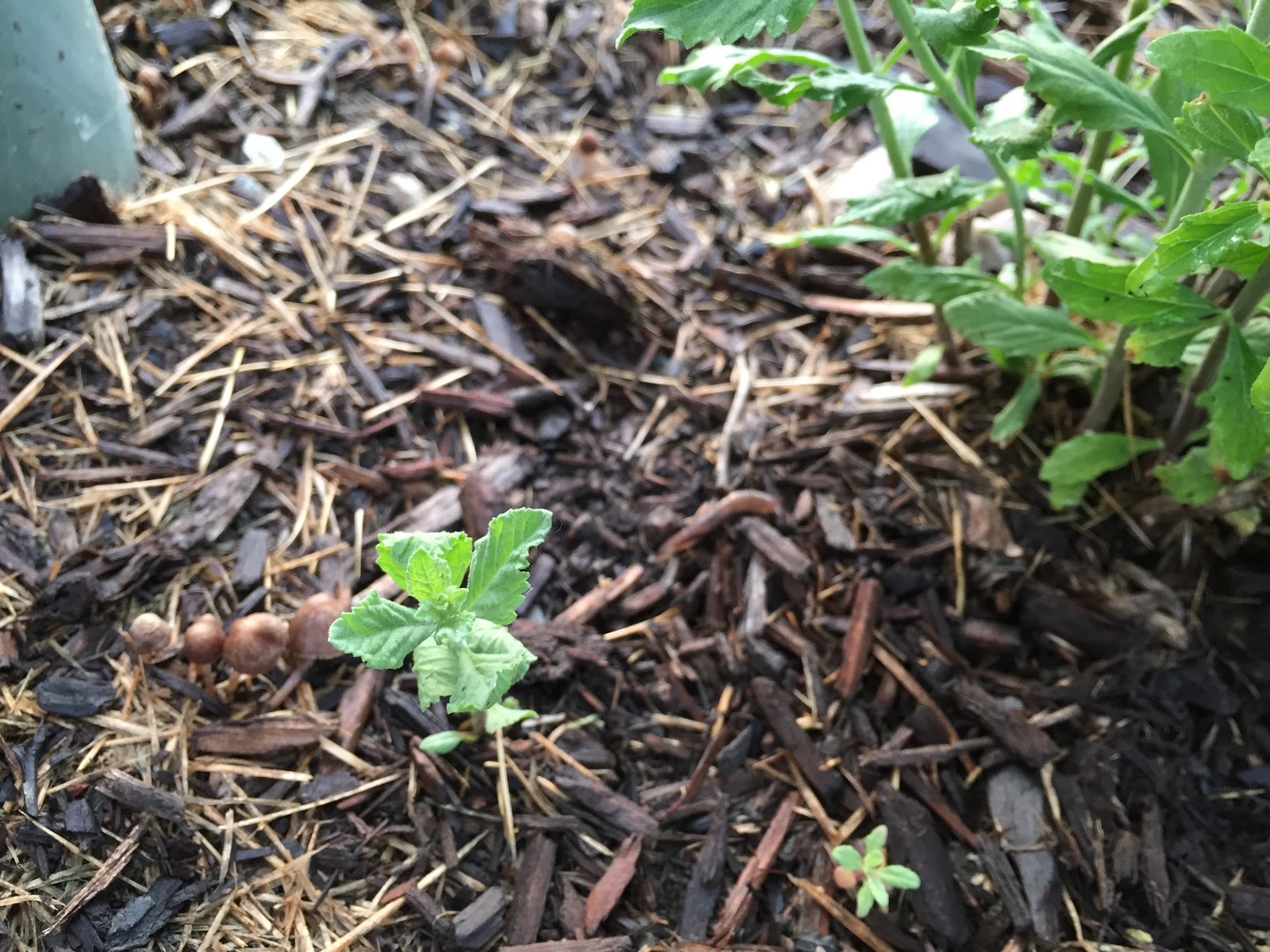 Self-Seeding Russian Sage Perovskia atriplicifolia 'Little Spire ...