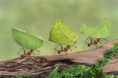 تعرف بالصور على حياة النمل العجيبة - مدونة دليلي